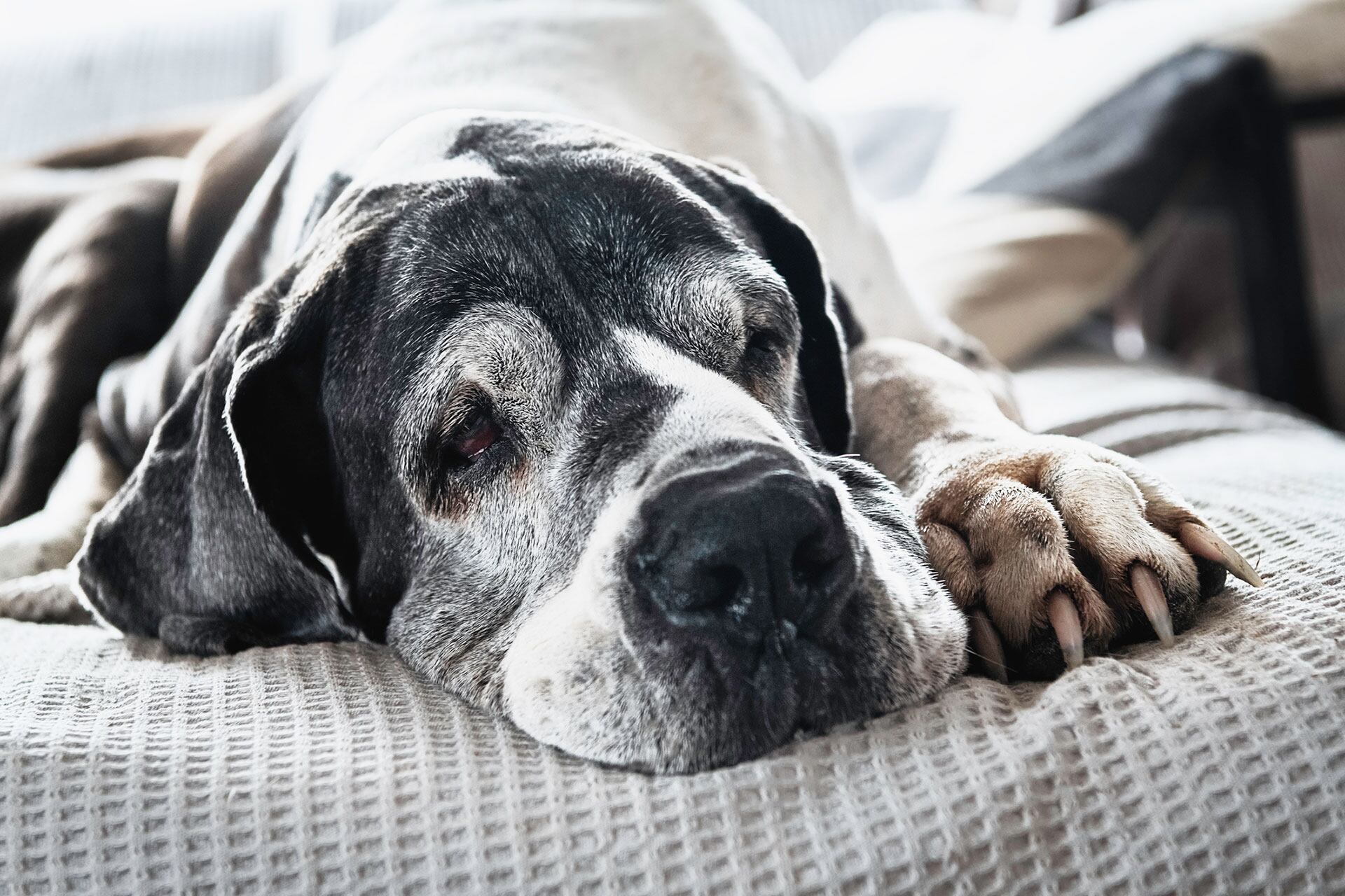 Perro viejo, perro vejez, perro anciano