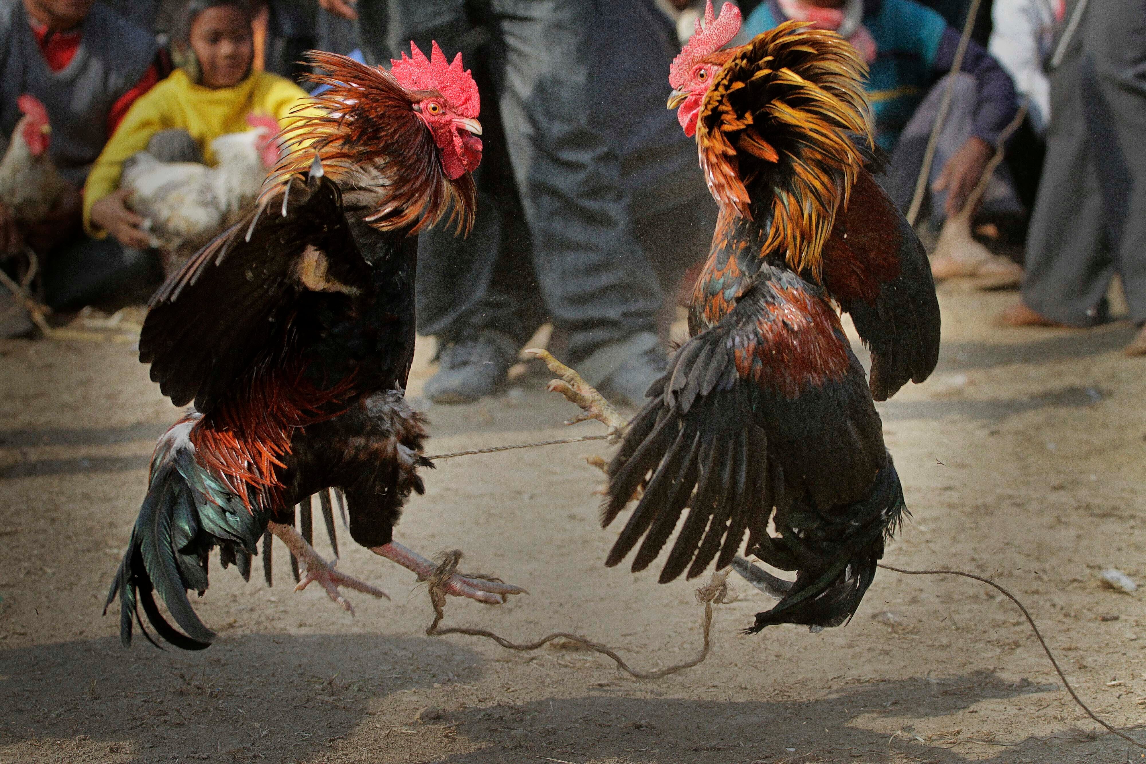 Gallo pelea