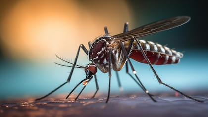 Cuáles son los aromas y colores que atraen a los mosquitos