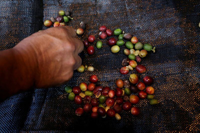 Las condiciones climáticas y el suelo de Colombia son fundamentales a la hora de sembrar y cosechar café - crédito Luisa Gonzalez/Reuters 