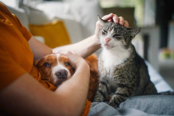 La inclusión de animales de compañía como bienes inembargables avanza en la protección de derechos animales y reconocimiento de su valor - crédito iStock