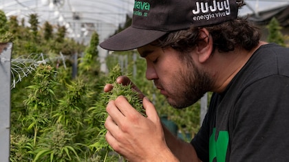 Marihuana argentina en el mundo: Jujuy exporta por primera vez flores de cannabis a Europa y Australia