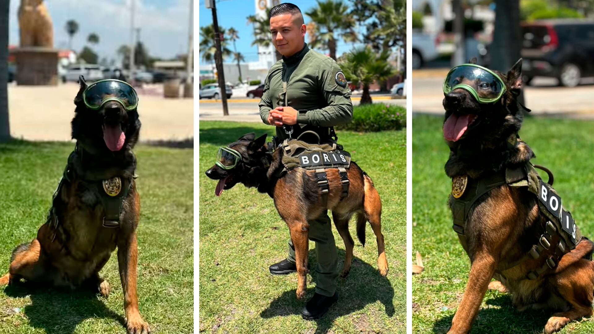 El heroico agente canino arriesgó su vida y perdió una pata durante un operativo en Ensenada. (Captura de pantalla/Facebook/Gobierno de Baja California)