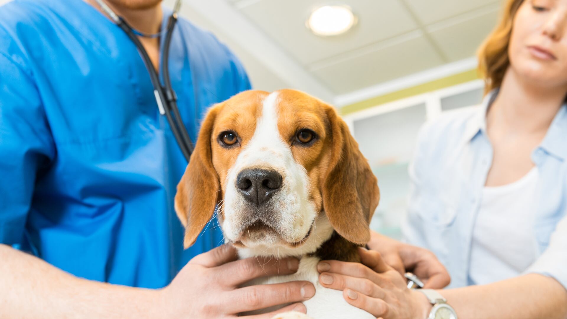 Cuando se diagnostica una intoxicación, el profesional de la veterinaria realiza una práctica de descontaminación (Getty Images)