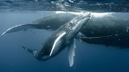 Por primera vez en varios años, un velero ceutí es atacado por un grupo de orcas