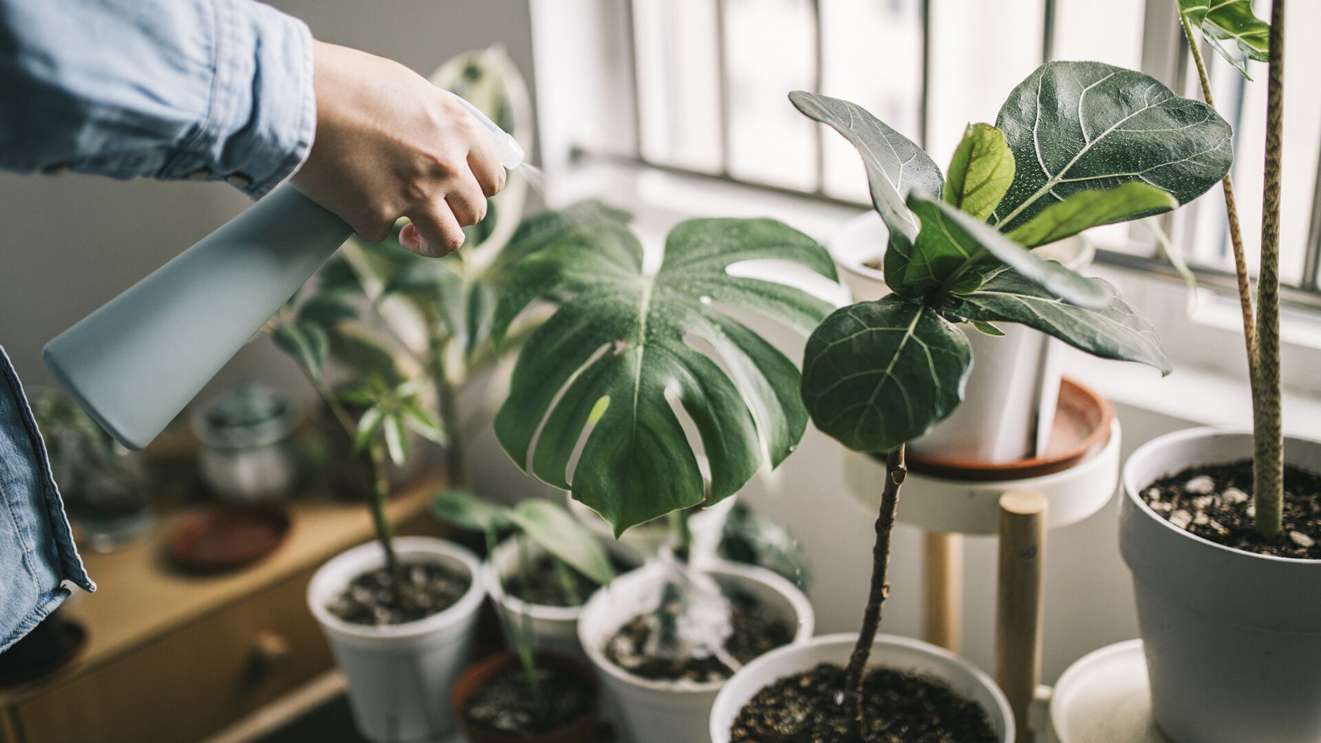 Plantas interior decoracion