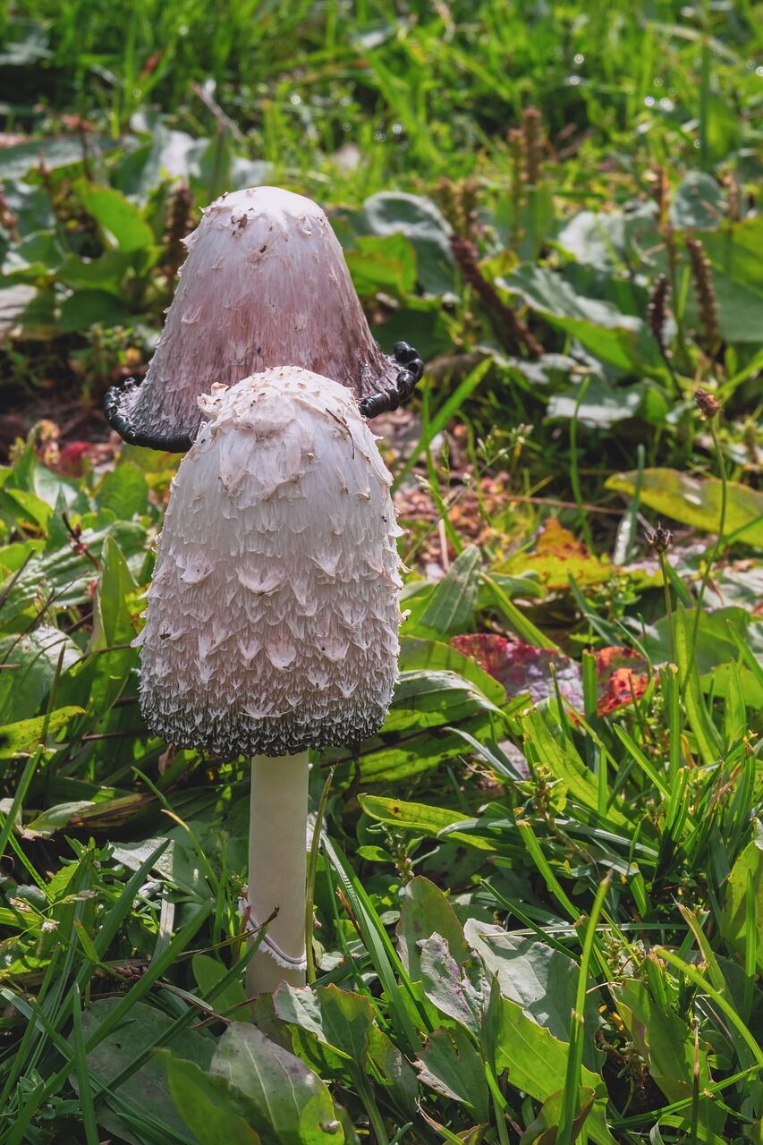 Corprinus comatus (Pixabay)