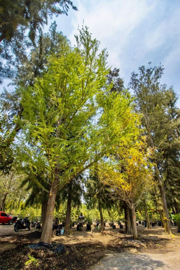 LLEGA A LA CIUDAD DE MÉXICO AHUEHUETE PARA LA GLORIETA DE REFORMA.