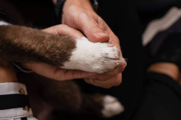 En las calles de la capital Colombiana, una cachorra rescatada transforma la vida de Huger, un conductor de bus, demostrando el poder curativo de la amistad no humana - crédito iStock