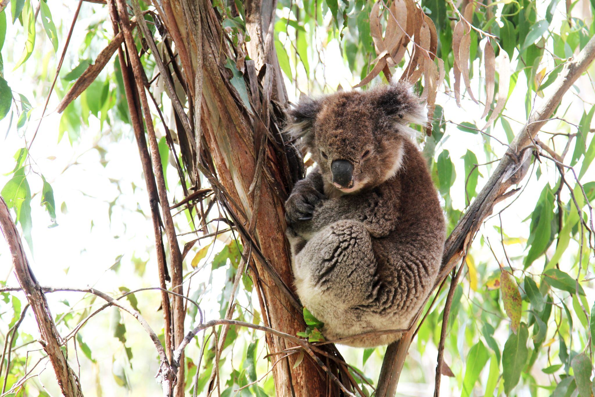 La clamidia, una de las enfermedades más comunes entre los koalas del sureste de Queensland, representó casi el 30 por ciento de las admisiones hospitalarias, revelando el impacto de esta enfermedad en la población
ARCHIVO - Un koala posa para la foto a la vera del Great Ocean Road, en Wildlife Wonders. Foto: Bernhard Krieger/dpa