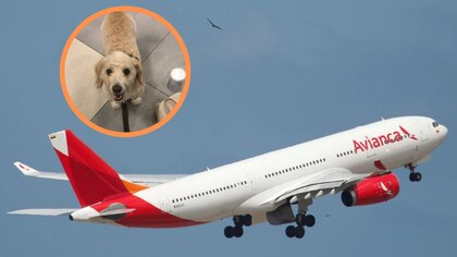 Perro de apoyo emocional estuvo encerrado cinco horas en la bodega de un avión de Avianca: denunció la dueña de la mascota
