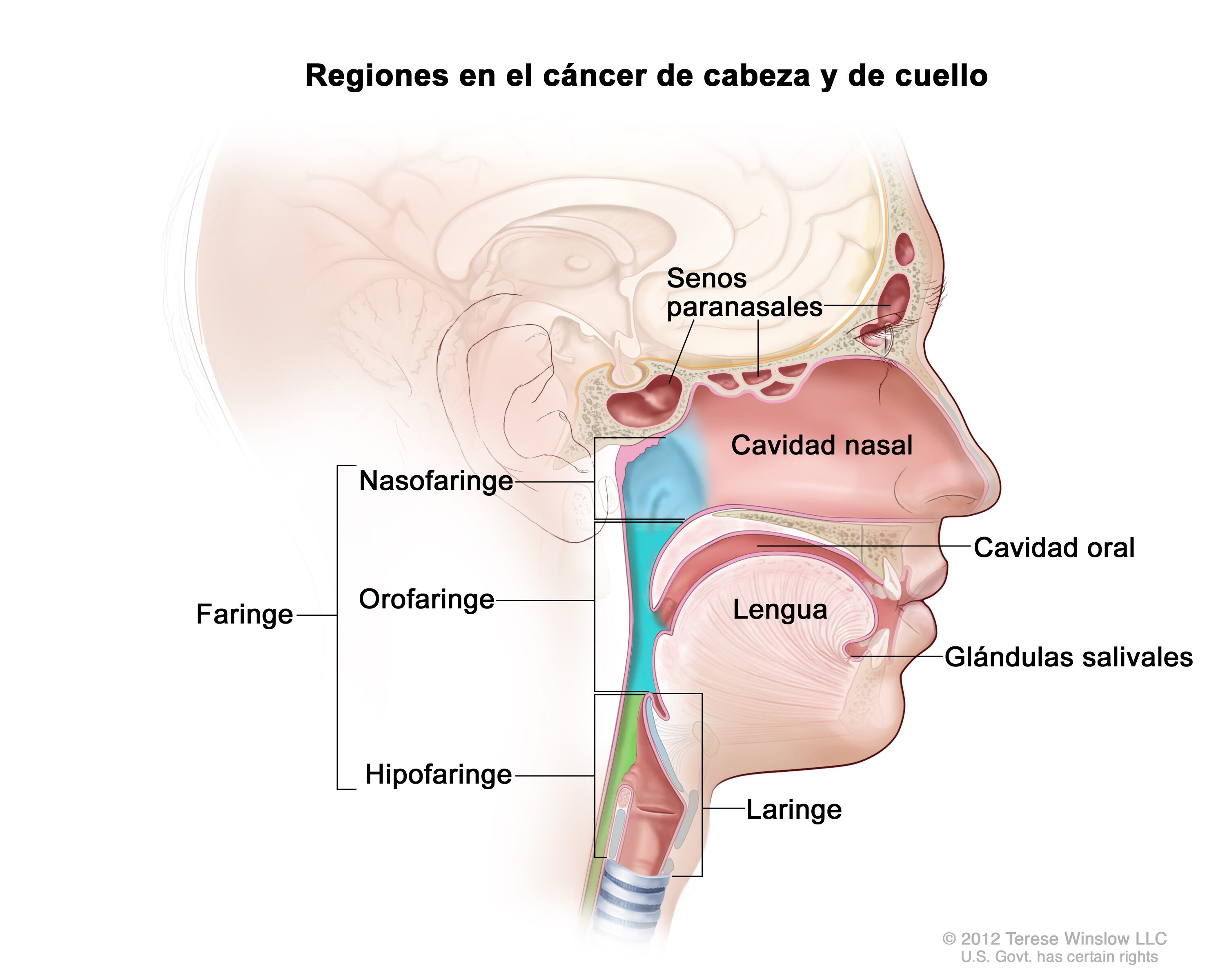 La mayoría de los cánceres de cabeza y cuello comienzan en los tejidos húmedos de la zona (National Cancer Institute)