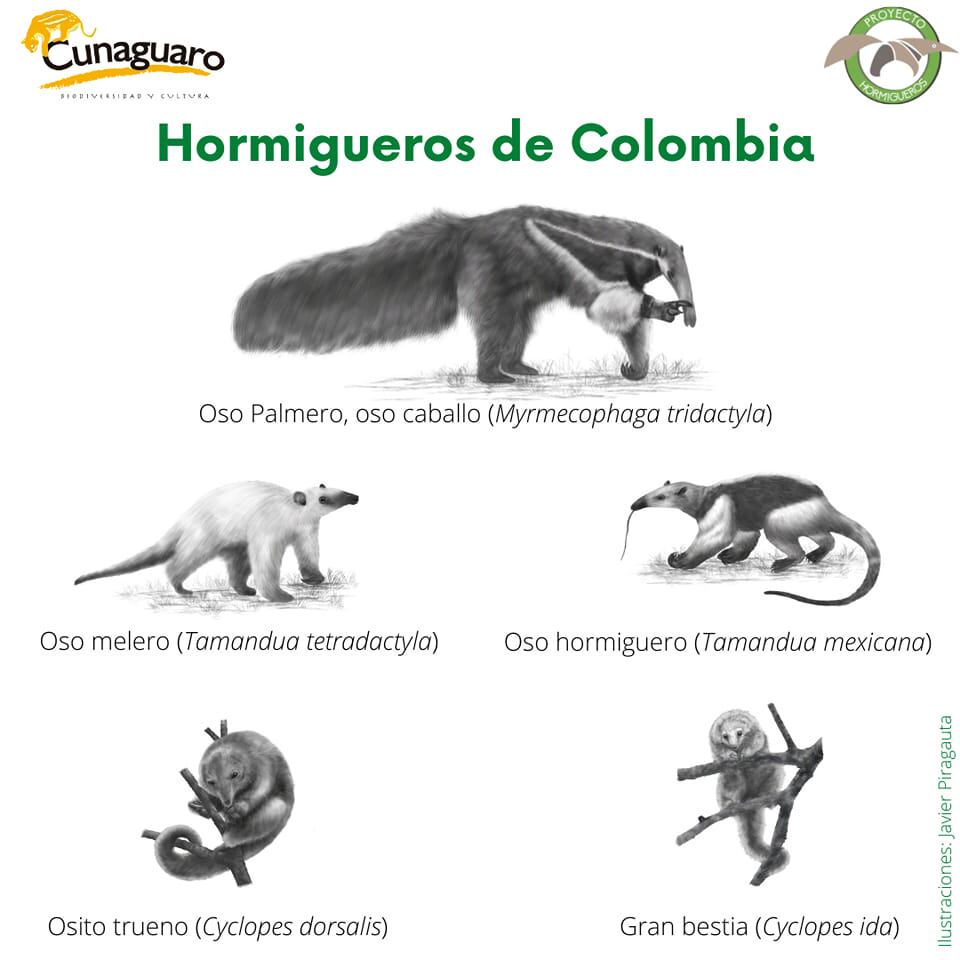 Estas son las cinco especie de oso hormiguero que se pueden encontrar en el país - crédito Proyecto de Conservación de Osos Hormigueros de Colombia/Facebook