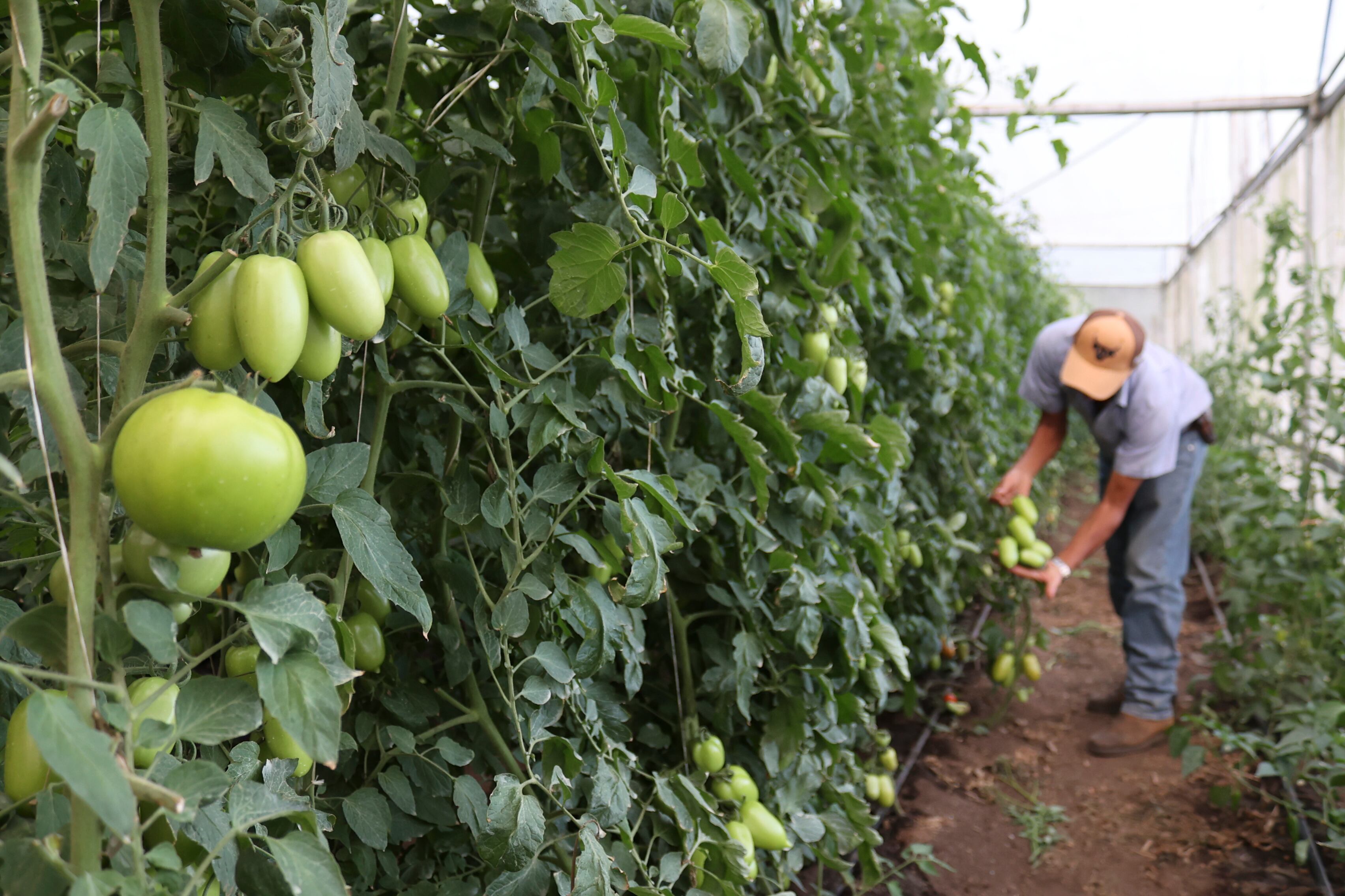 El virus rugoso del tomate es relativamente nuevo, fue descubierto en 2014 en Israel, pero desde entonces se ha propagado rápidamente por distintos continentes 
EFE/ Marcelino Rosario
