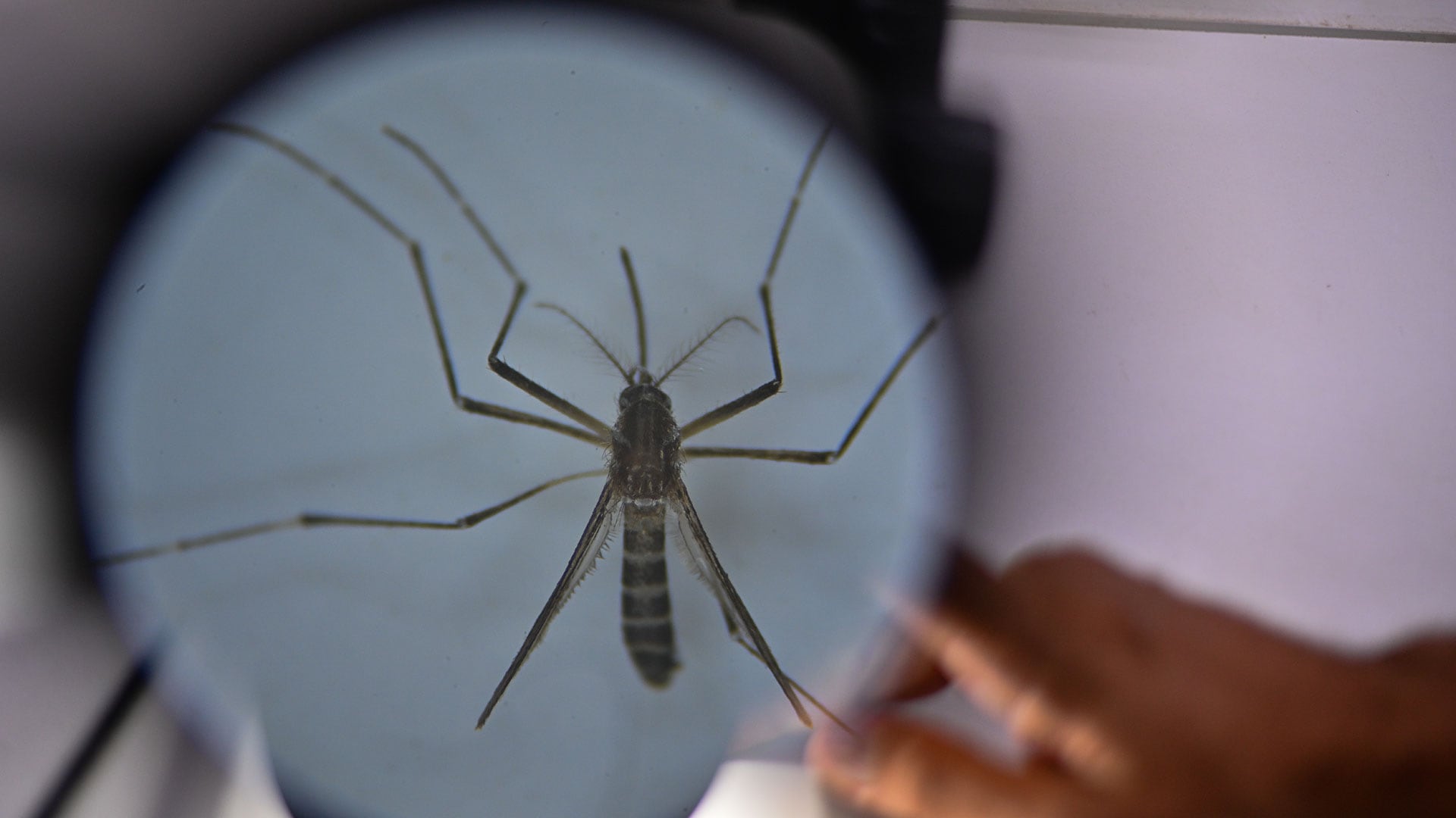 Investigadores de Brasil usan a los mosquitos como caballos de Troya contra el dengue portada