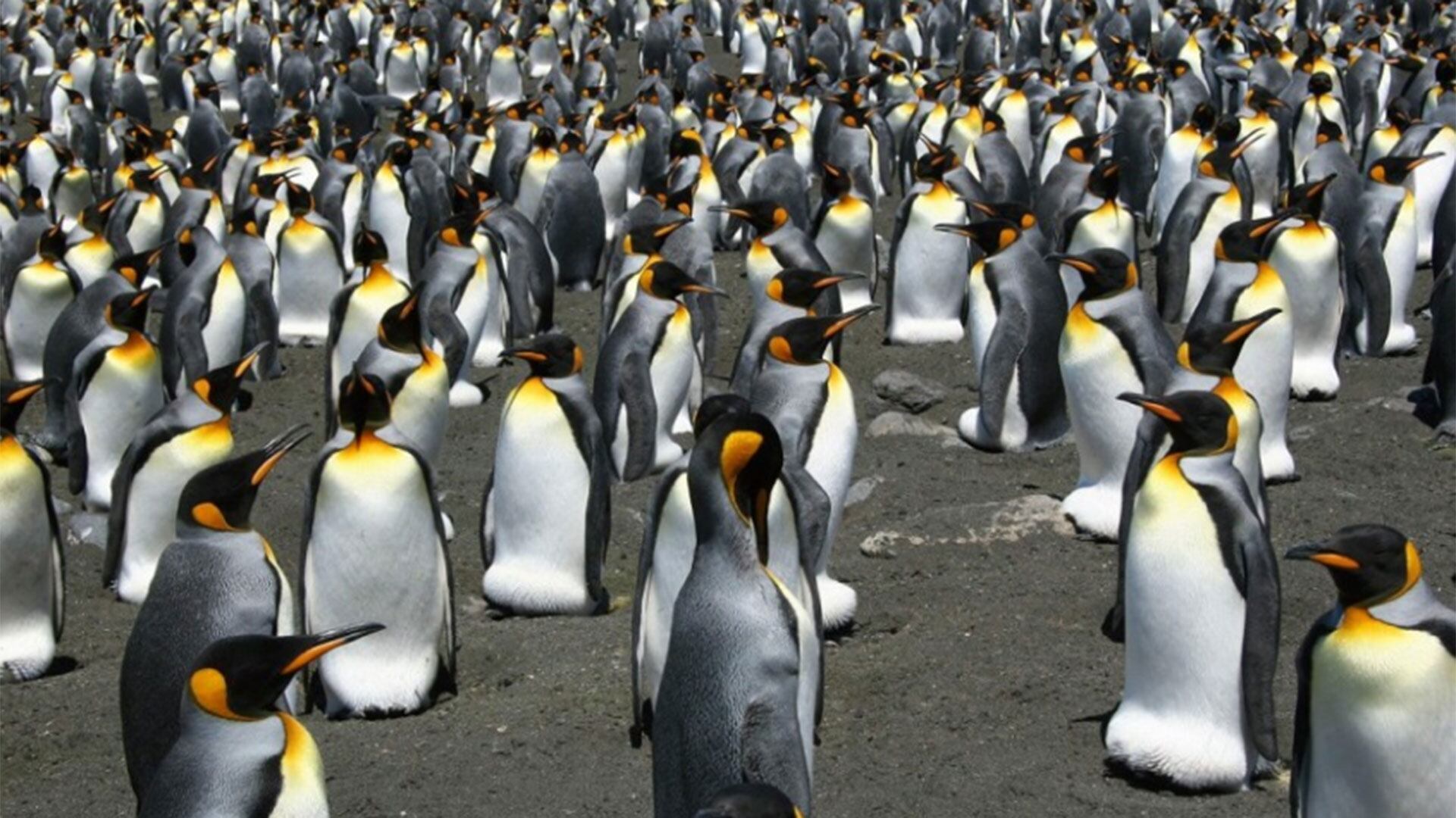 Se considera que hay 1.600.000 parejas de pingüino rey. Está en la categoría “preocupación Menor” de la UICN (AFP)