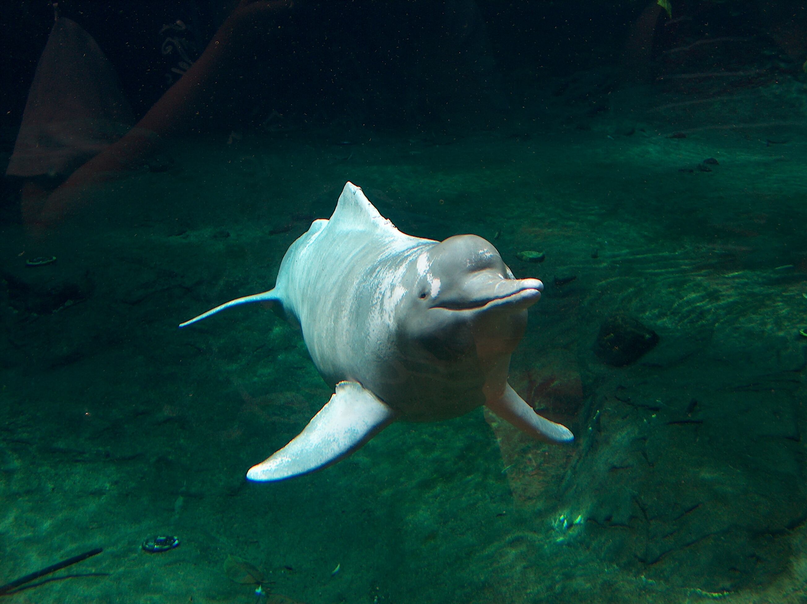 El delfín rosado es altamente amenazado por las actividades humanas. (Oceancetaceen/Wikicommons)

Vaquita marina, tití cabeciblanco, nutria gigante, delfín rosa, pinguino de los galápagos, animales en peligro de extinción, 2024