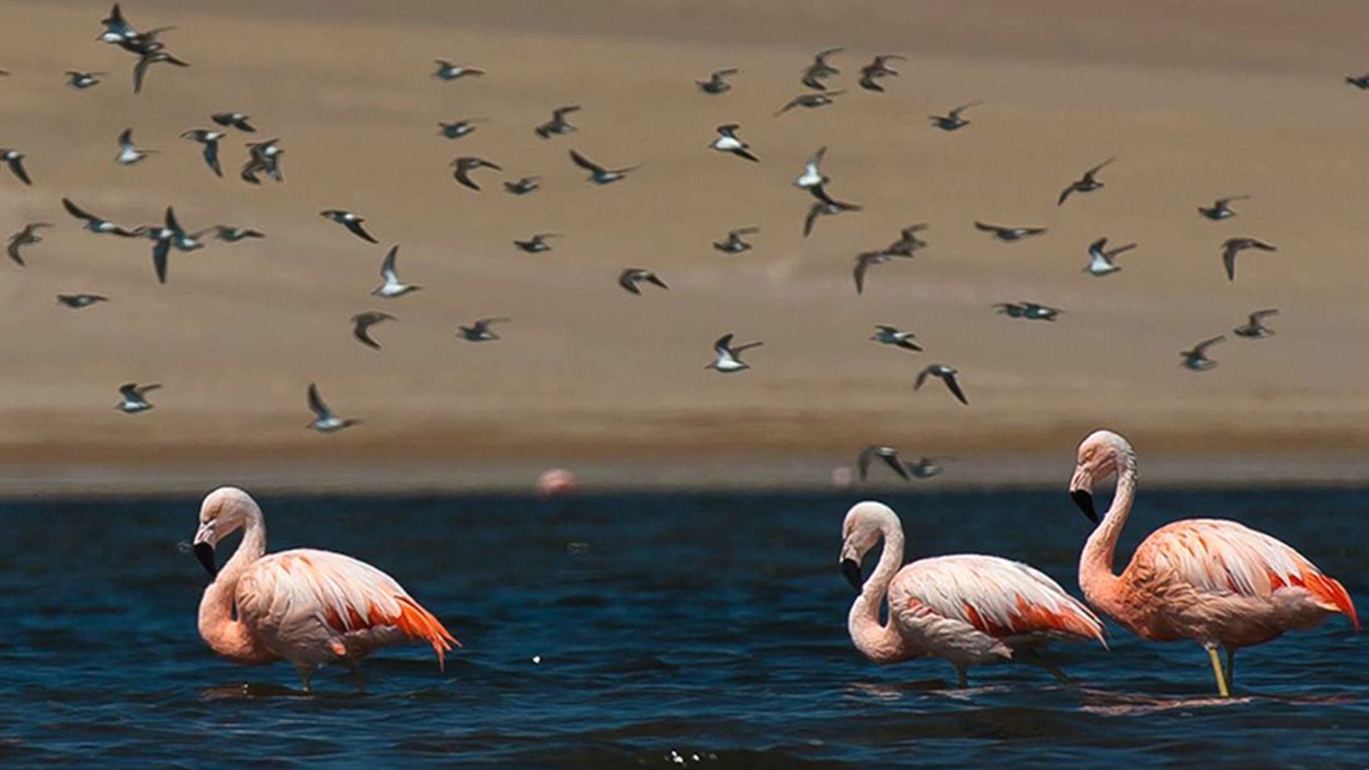 Reserva Nacional de Paracas.