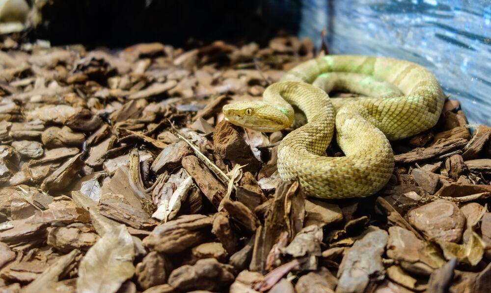 La serpiente de Isla Quemada (Shutterstock).