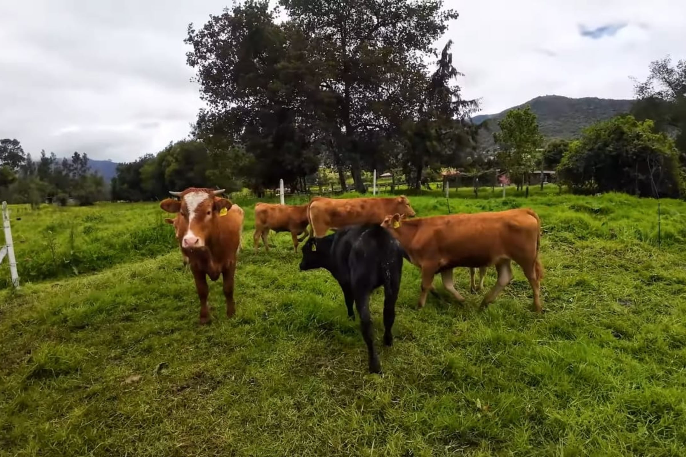 Ganado wagyu en Colombia