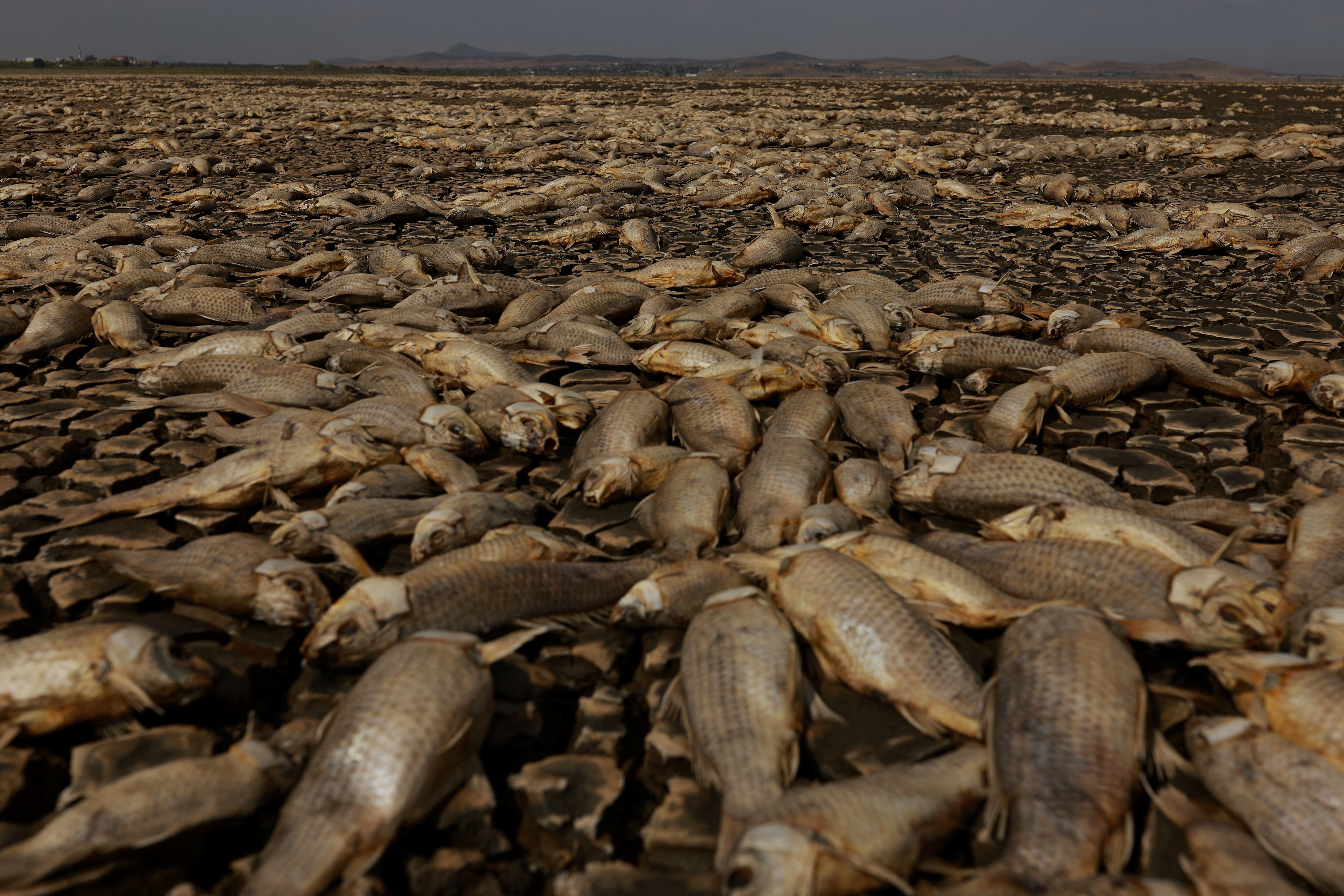 Los miles de cadáveres cubrieron la superficie de una laguna en el estado de Chihuahua. (REUTERS/Jose Luis Gonzalez)