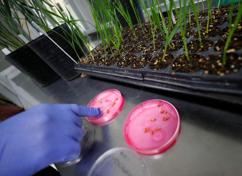 En el actual contexto climático, es crucial  mantener y mejorar la calidad de las semillas almacenadas para garantizar una producción agrícola sostenible, aseguran desde el CONICET (REUTERS/Agustin Marcarian)