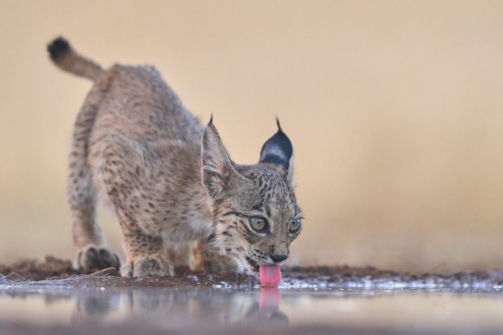 Un ejemplar de lince ibérico. (WWF)