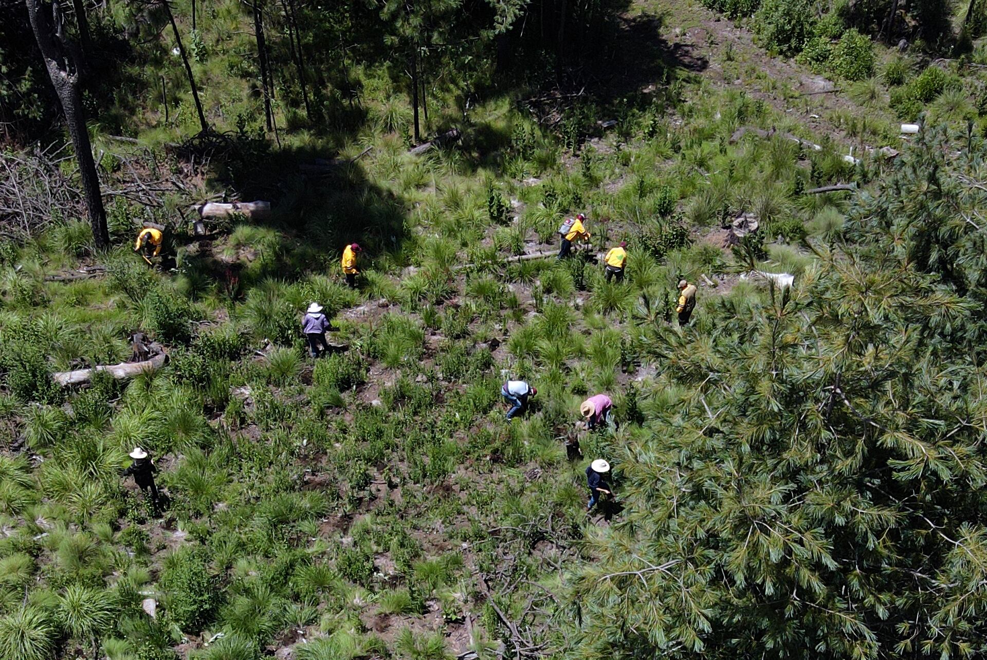 Pobladores locales plantan pinos el 13 de agosto de 2023 en un área deforestada recientemente, en el pueblo de San Miguel Topilejo, al sur de la Ciudad de México. (AP Foto/Marco Ugarte, archivo)