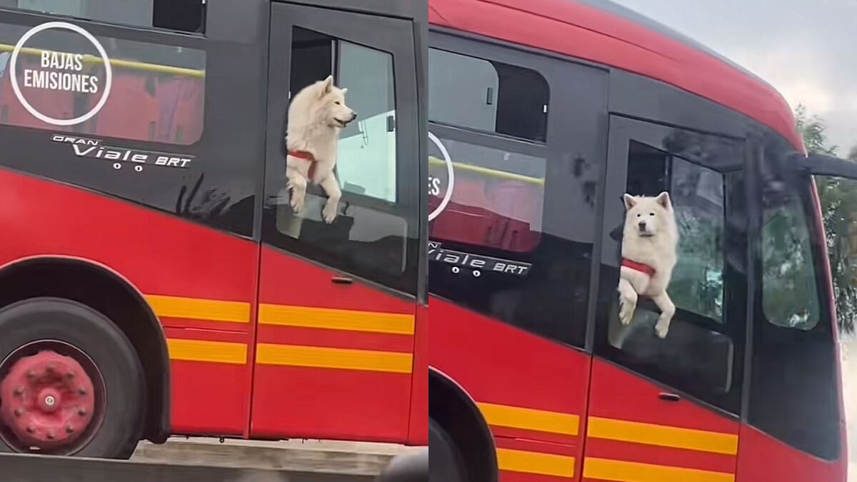 Perro tomando el viento en TransMilenio