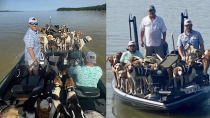 Pescadores rescataron a 38 perros que se encontraban flotando en el río Misisipi desorientas y sin poder volver a la orilla