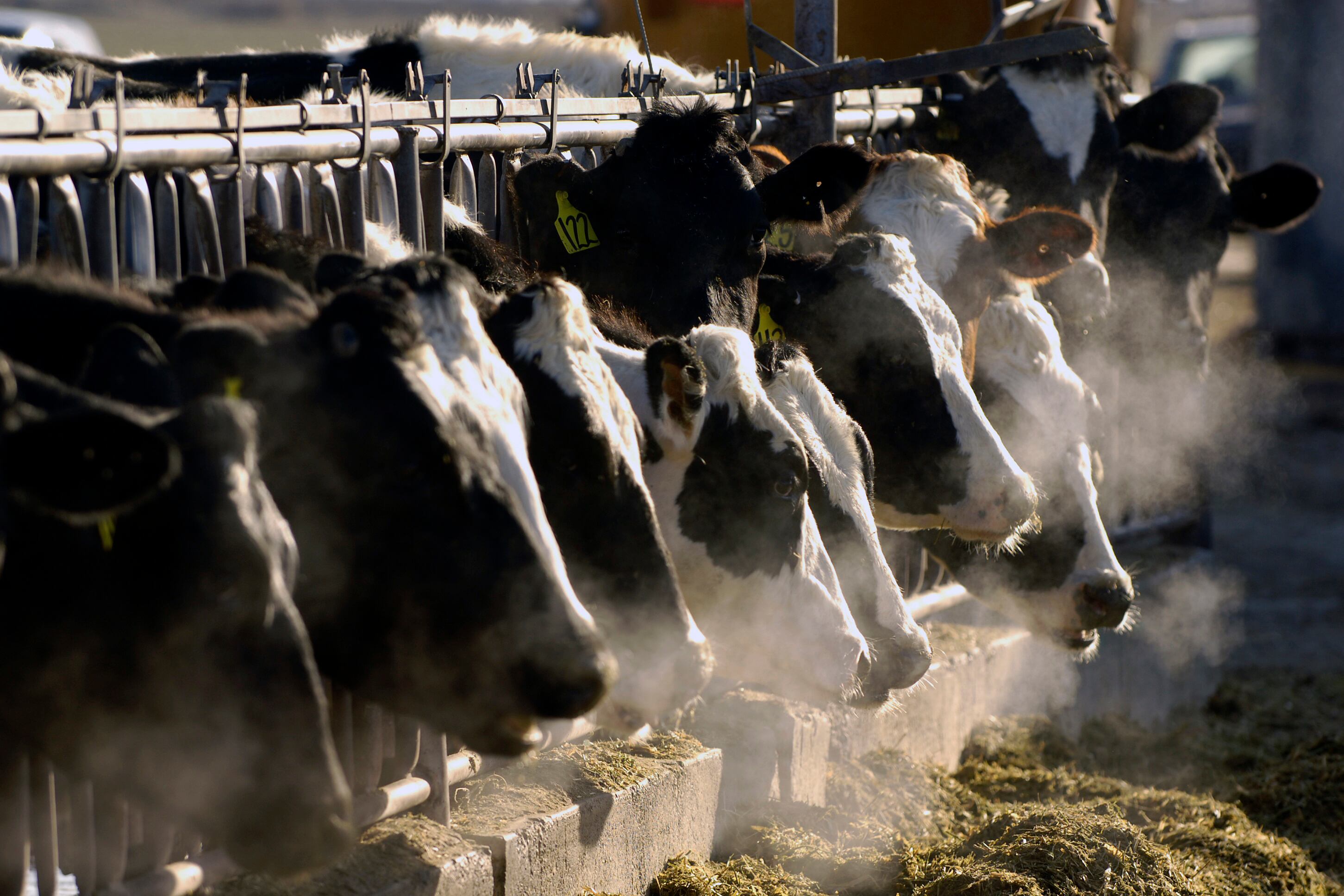 El Departamento de Agricultura de EE. UU. dice que los brotes de gripe aviar han afectado a 168 rebaños de ganado en 13 estados hasta julio de este año (AP Foto/Charlie Litchfield, Archivo)