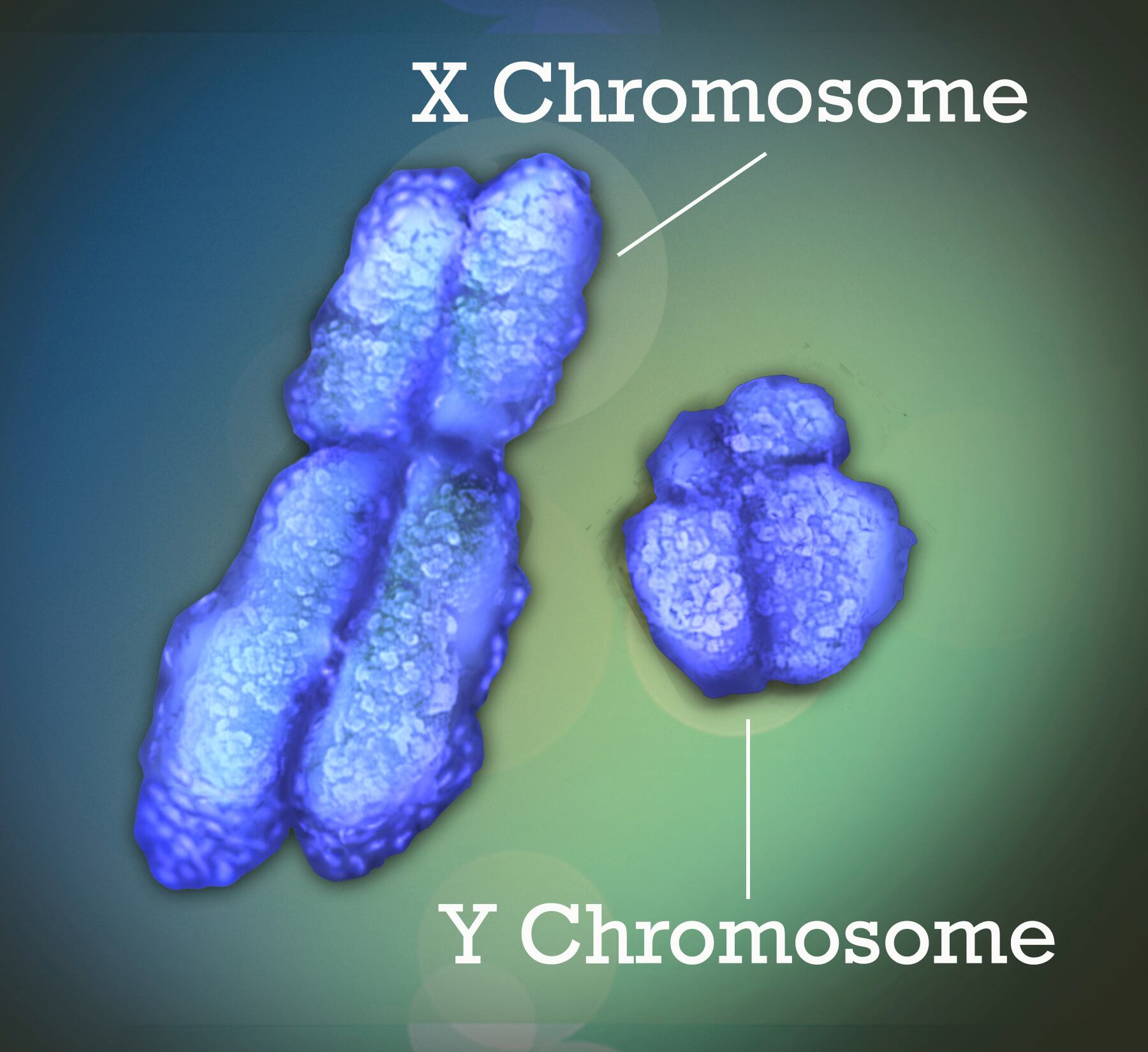 La imagen provista por Institutos Nacionales de Salud de Estados Unidos muestra los cromosomas X e Y.  La genética juega un papel en el desarrollo de condiciones humanas (Jonathan Bailey/NIH via AP)