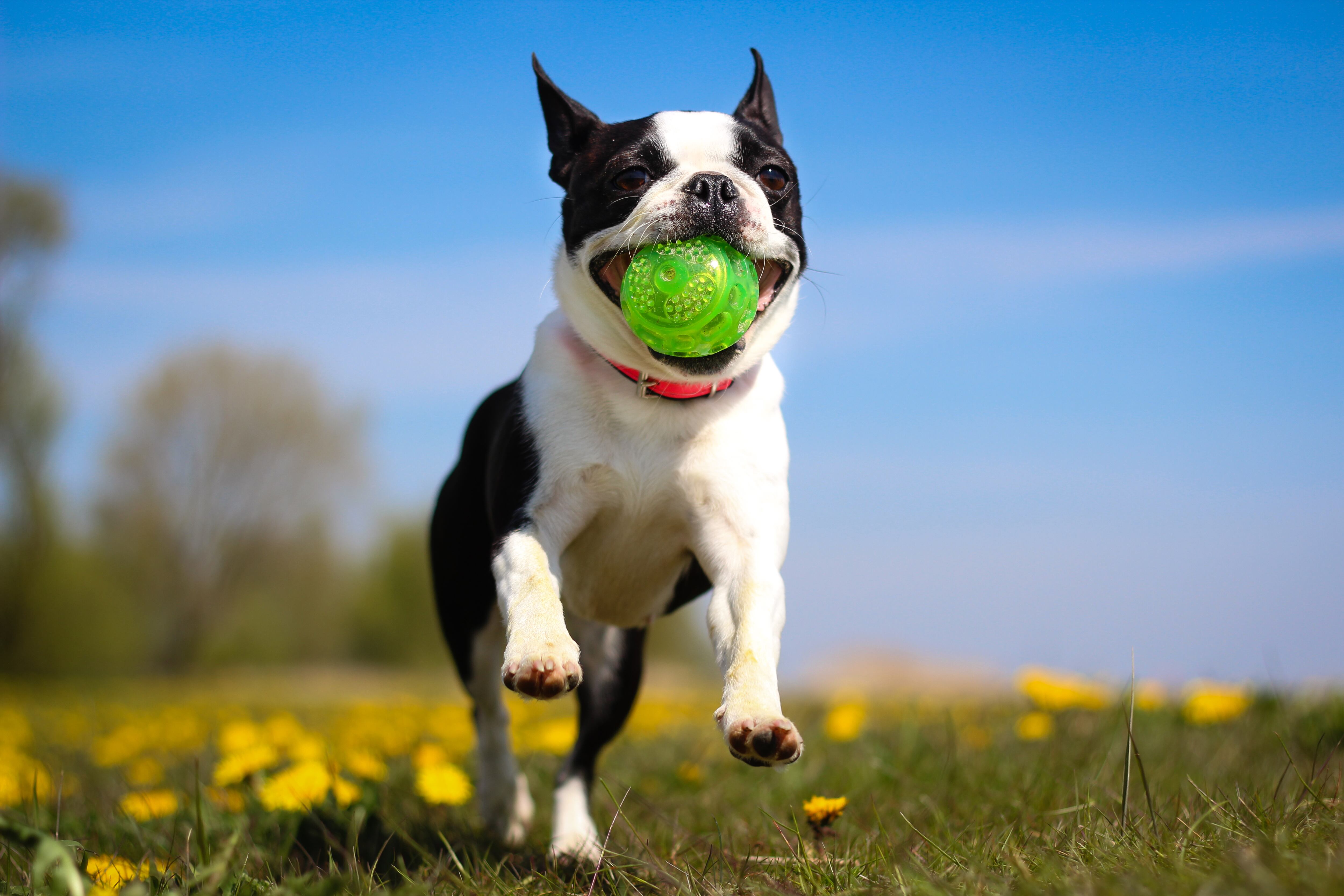 boston terrier