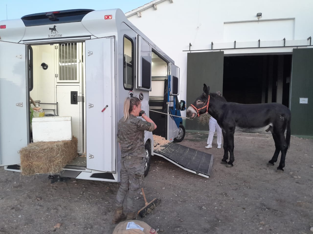 Uno de los burros adquiridos por Argentina (Ejército Argentino)