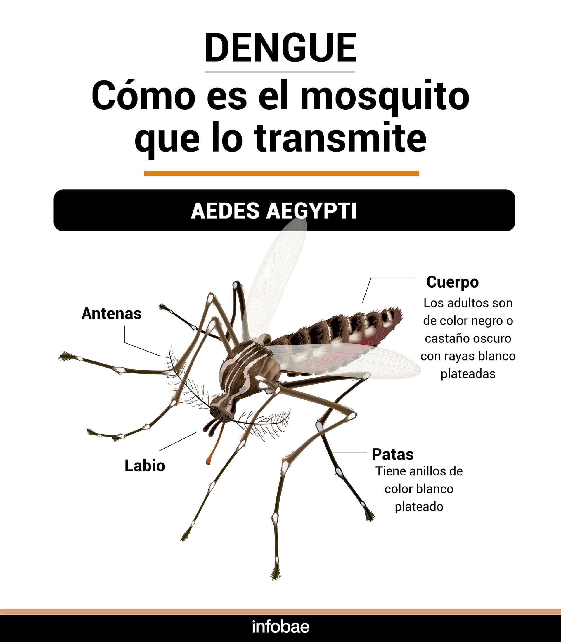 dengue