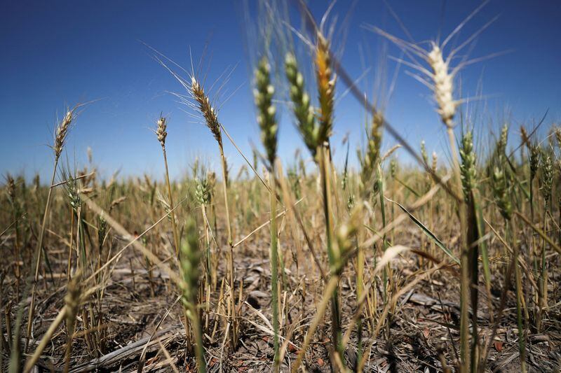 Ser alérgico al trigo es difícil pues una gran variedad de alimentos cuentan con esta ingrediente (REUTERS/Agustin Marcarian)