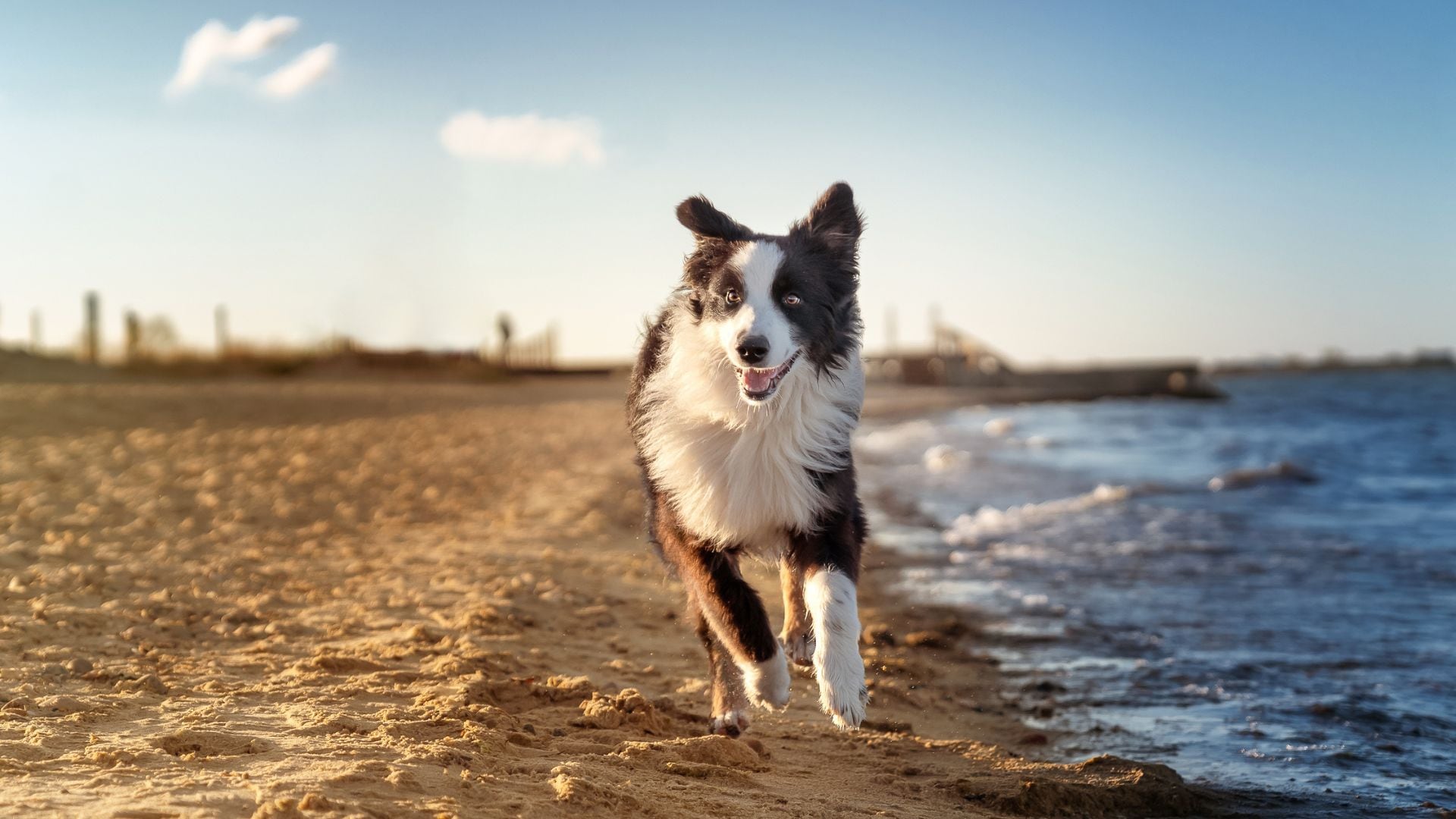 Cómo saber si tu perro puede nadar en el mar:  estos son los secretos para cuidar a tu mascota en el agua (Anita Kot/Getty Images)