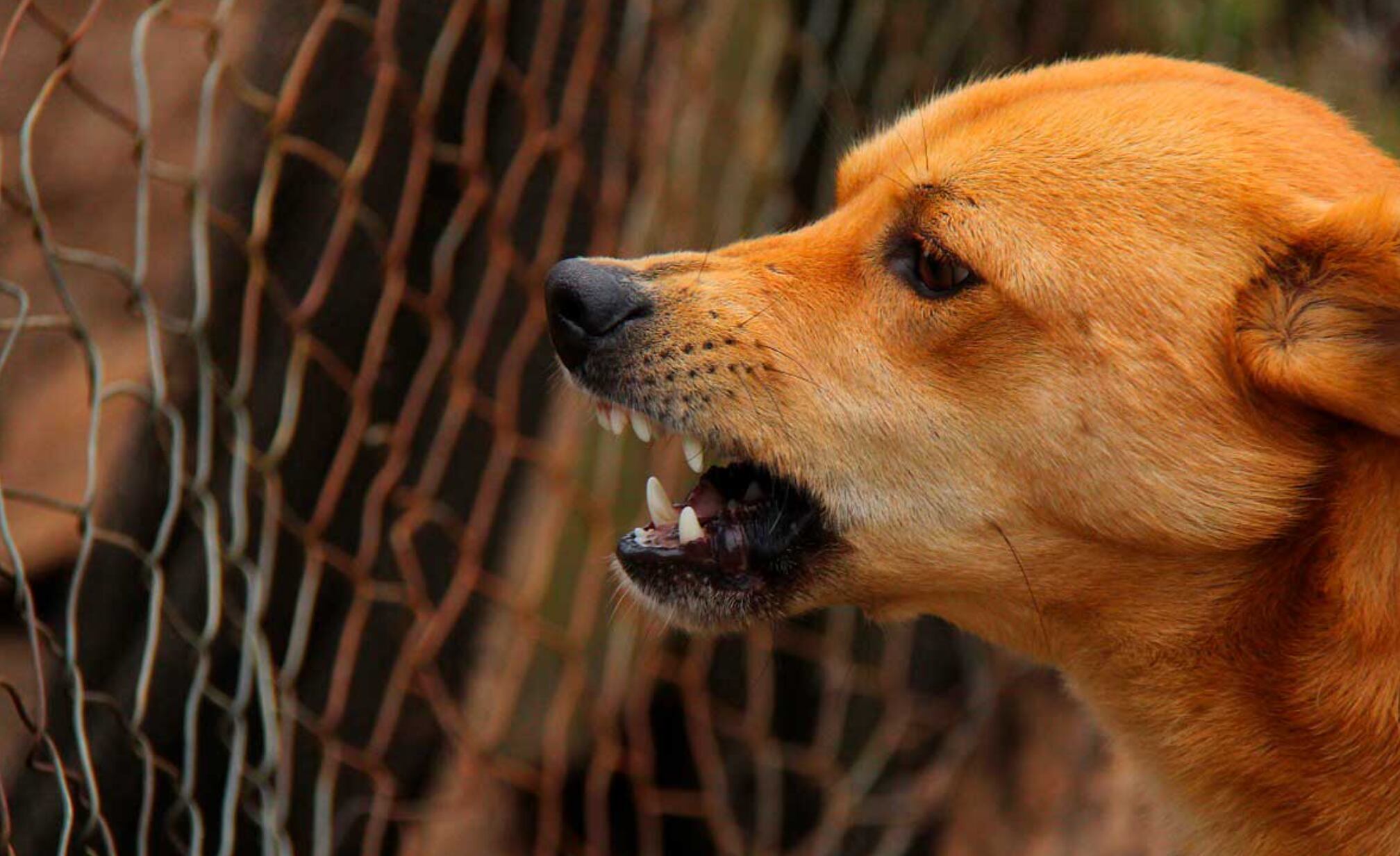 Perro con rabia.