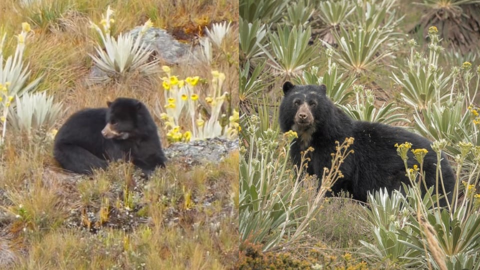 “Persistir vale la pena, más en la fotografía de naturaleza”: la reflexión de una aventurera a la que oso le habría regalado un espectáculo inolvidable en Chingaza