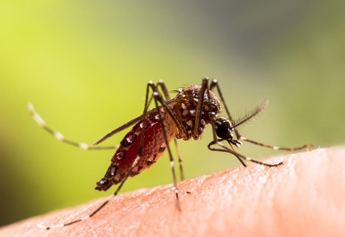 Los niños expuestos al virus del Zika en el útero podrían sufrir daños a largo plazo en su sistema inmunitario