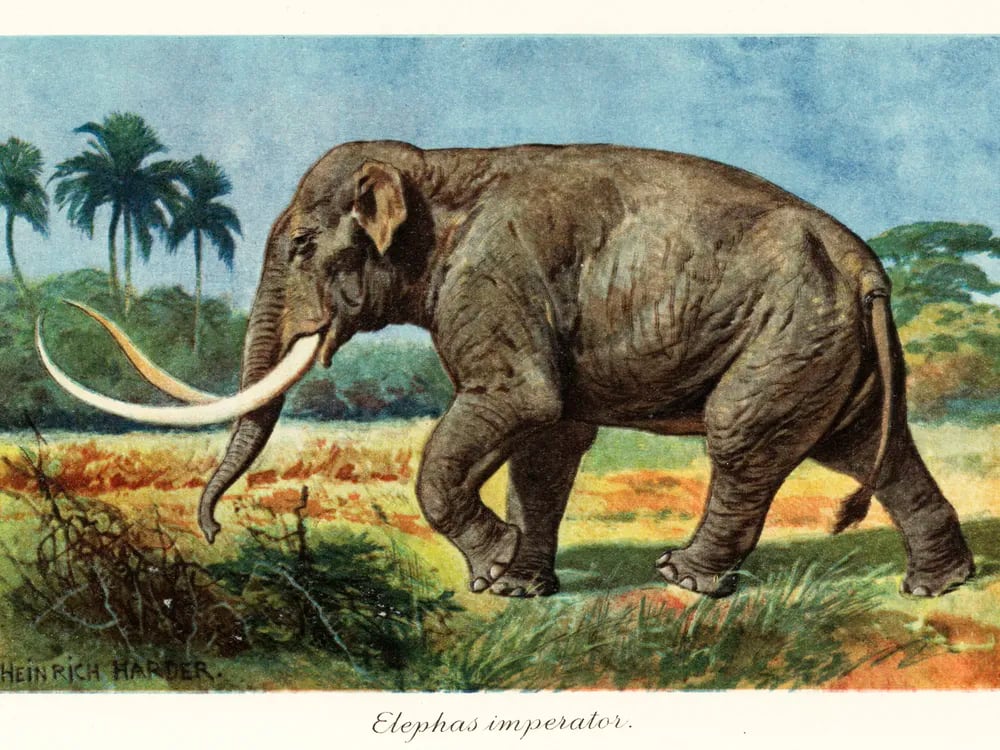 Descubren en Texas huesos de mamut colombino de 20.000 años de antigüedad