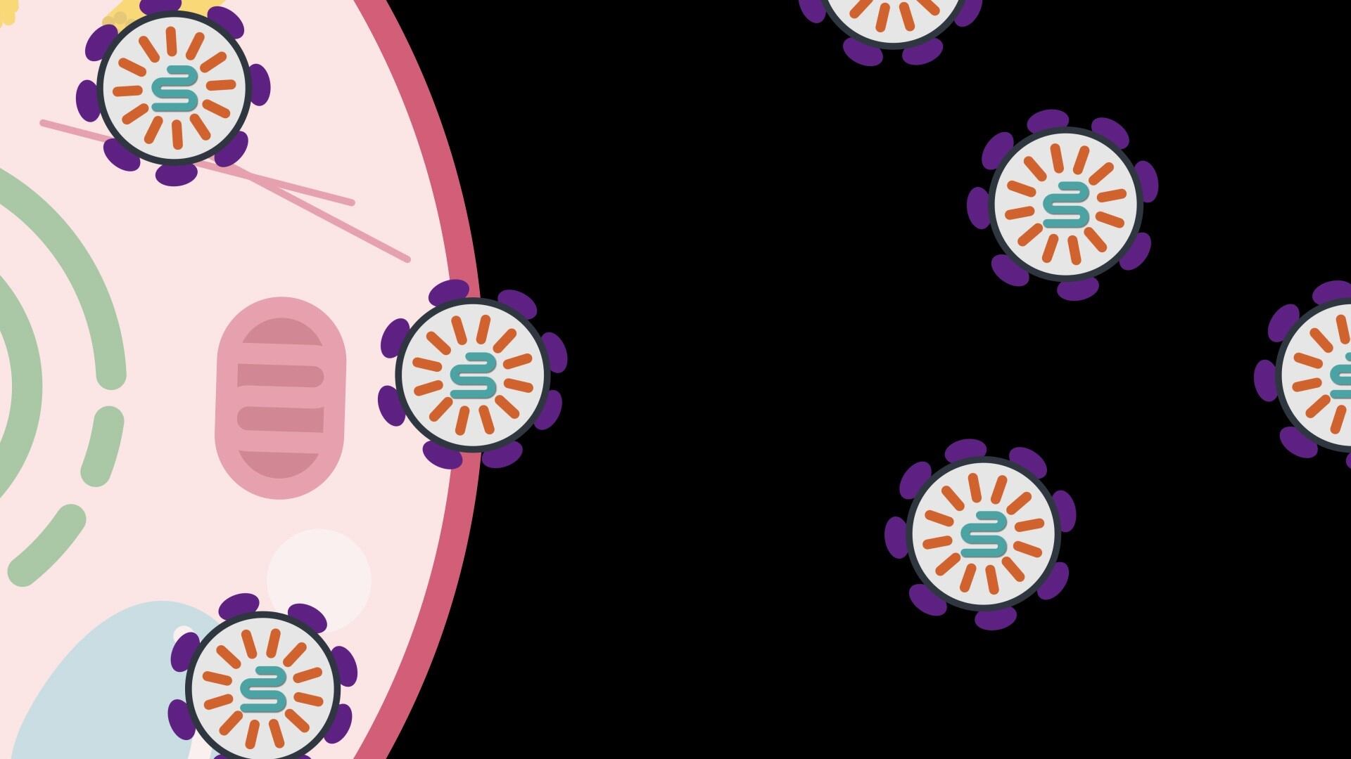 La terapia de reemplazo genético para AME consiste en una única dosis y sus resultados se observan al mes (MCGOVERN INSTITUTE) 