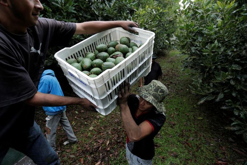 Foto de Archivo: Trabajadores agrícolas cargan cajas de aguacates recién cosechados en un camión en una plantación en Tacámbaro, en el estado de Michoacán, México. 7 de junio de 2017. REUTERS/Alan Ortega