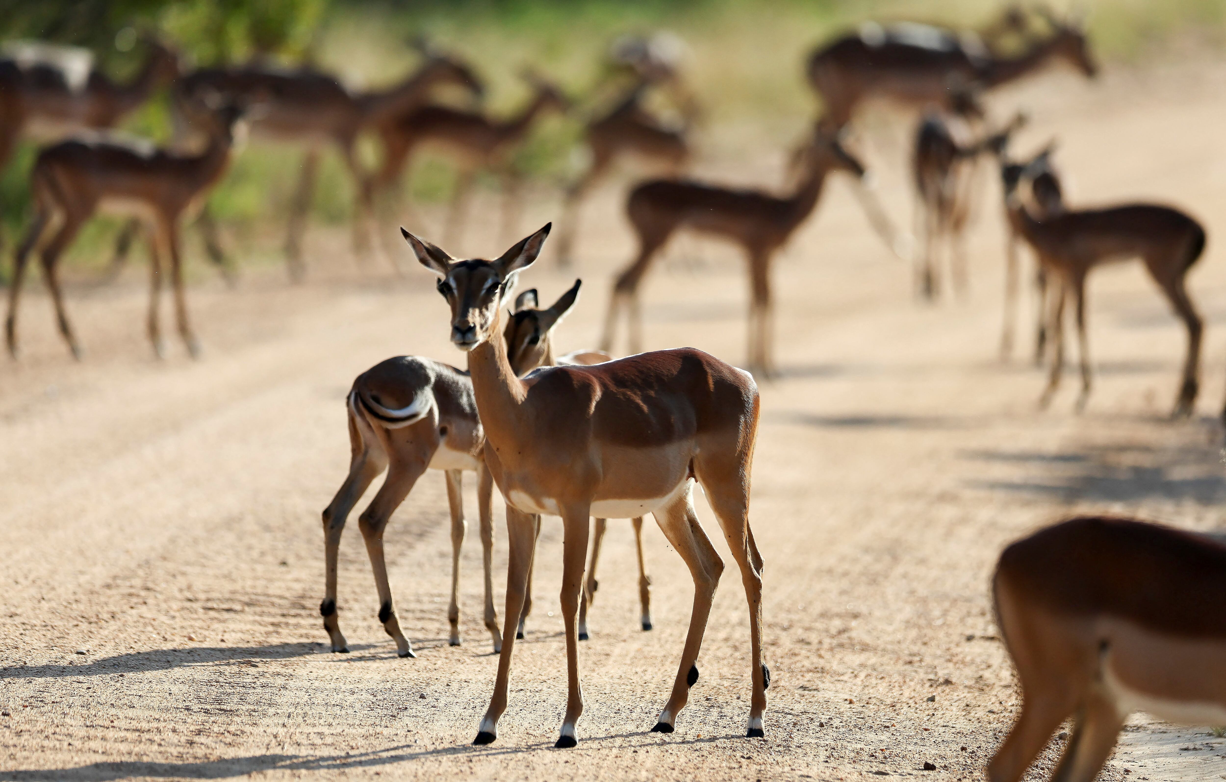 Los 723 animales serán ejecutados por cazadores profesionales. (REUTERS/Siphiwe Sibeko)