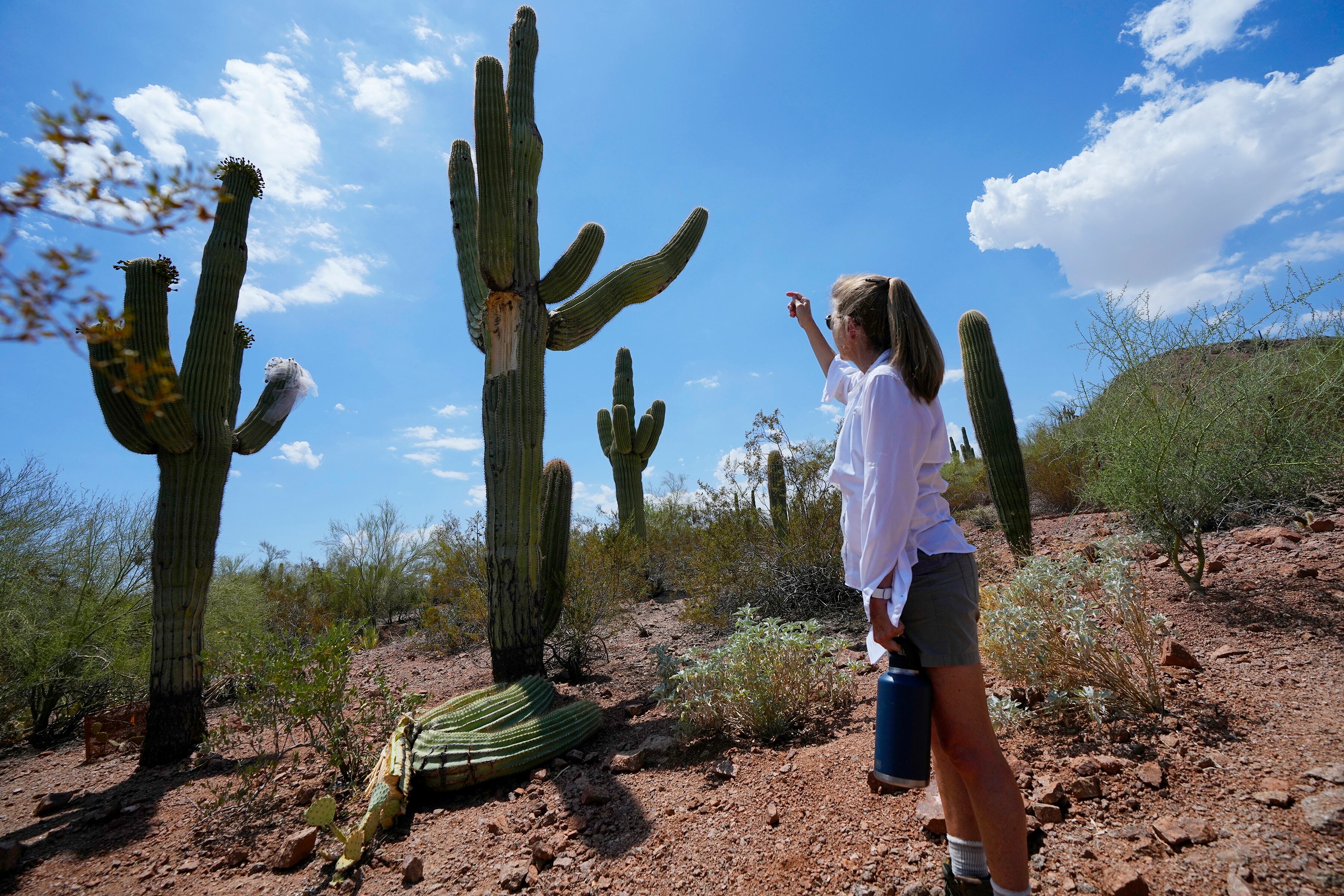 Las altas temperaturas en Phoenix alcanzaron 45 °C el pasado 2 de julio de 2024. (AP/Ross D. Franklin)