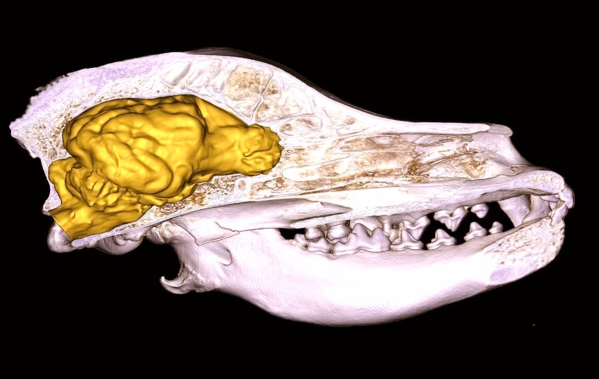 La investigación arroja nuevos resultados sobre la reducción del tamaño de los cerebros caninos. (KALMAN CZEIBERT vía Europa Press)