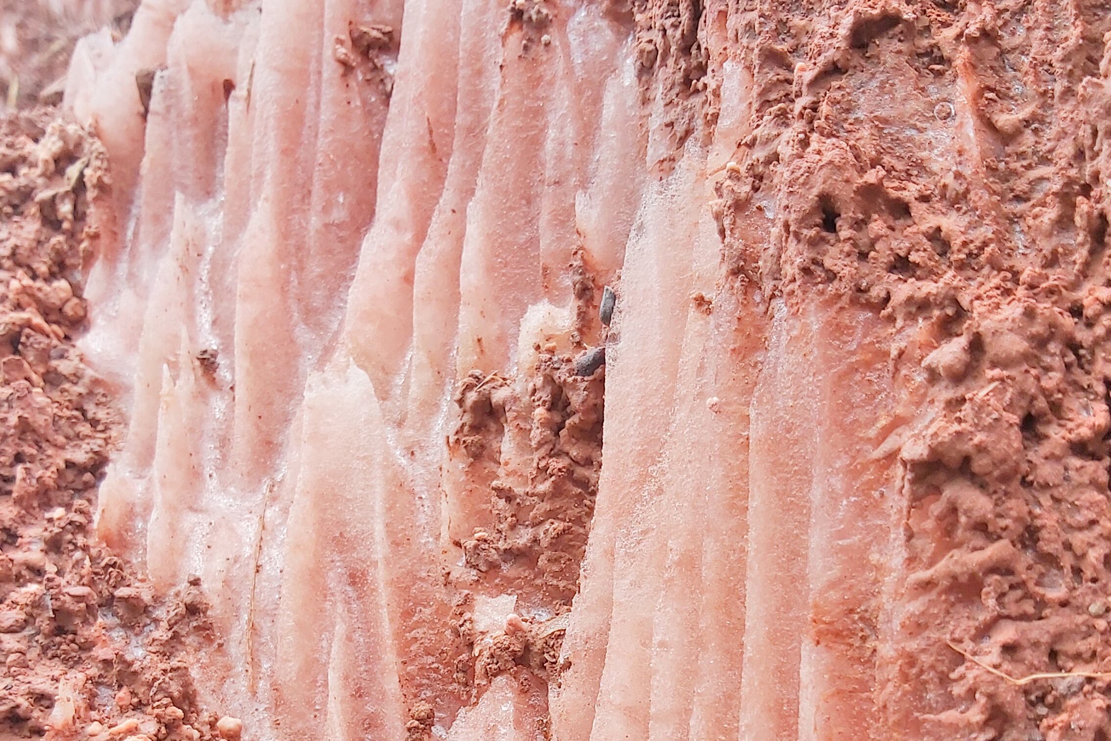 Las minas de sal rosada de Pilluana, situadas en la cuenca del río Huallaga, son explotadas por nativos locales que preservan técnicas ancestrales de extracción.
Foto: Gloocal