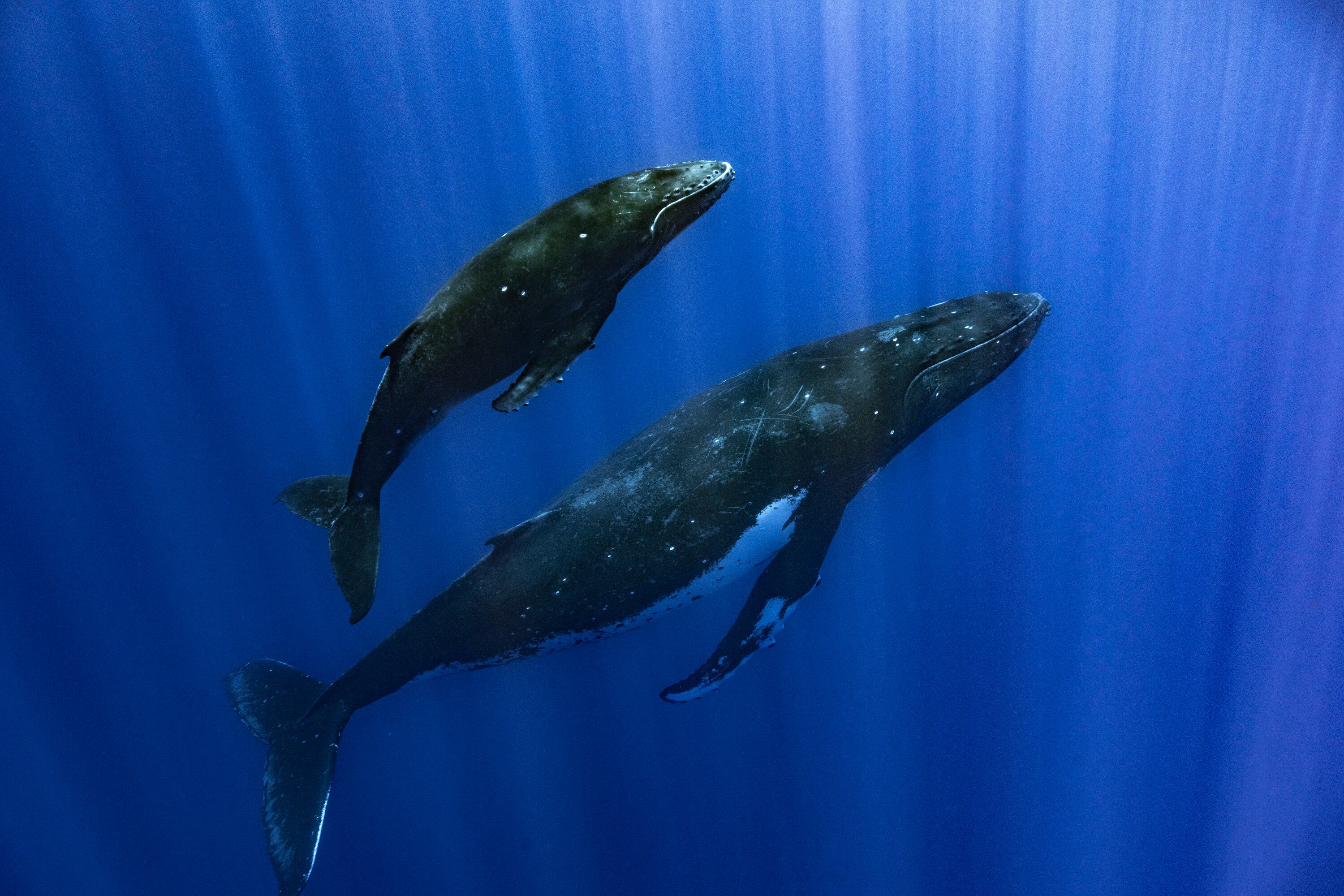 La prohibición de la caza comercial de ballenas en 1986 impulsó la recuperación de las ballenas jorobadas en Vancouver - (Samuel Lam vía AP)