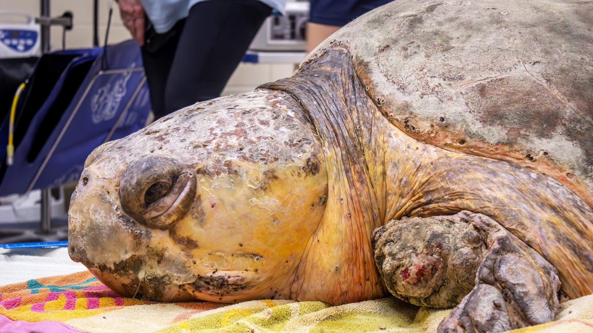 Bubba regresó al océano gracias al apoyo de los especialistas del Brevard Zoo