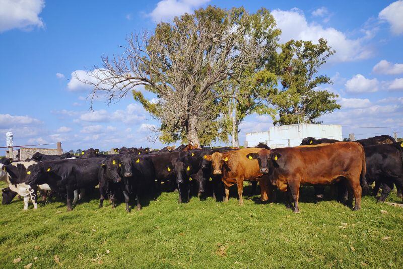 La ganadería regenerativa se centra primero en el suelo, luego en el pasto, y finalmente en la producción de carne